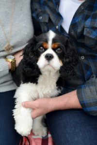 London Ontario Engagement Photography, London Ontario Engagement Photographer, Michelle A Photography