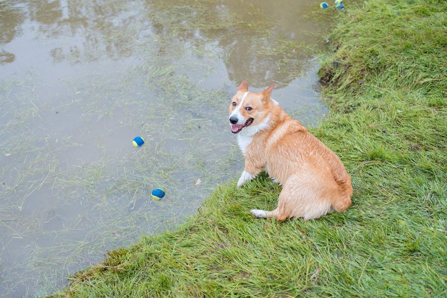 Bark in the Park, Bark in the Park 2018, Bark in the Park London Ontario, Plunkett Estate, London Ontario Photographer, Photographer London Ontario, Michelle A Photography