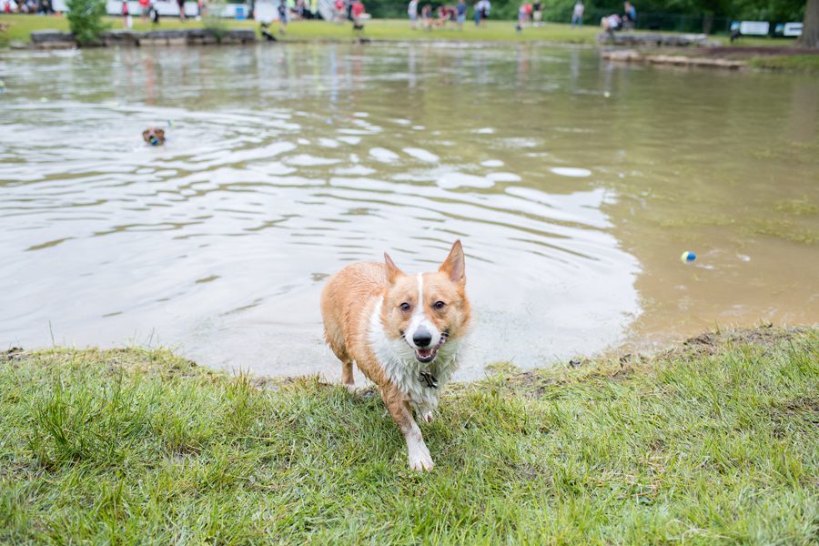 Bark in the Park, Bark in the Park 2018, Bark in the Park London Ontario, Plunkett Estate, London Ontario Photographer, Photographer London Ontario, Michelle A Photography