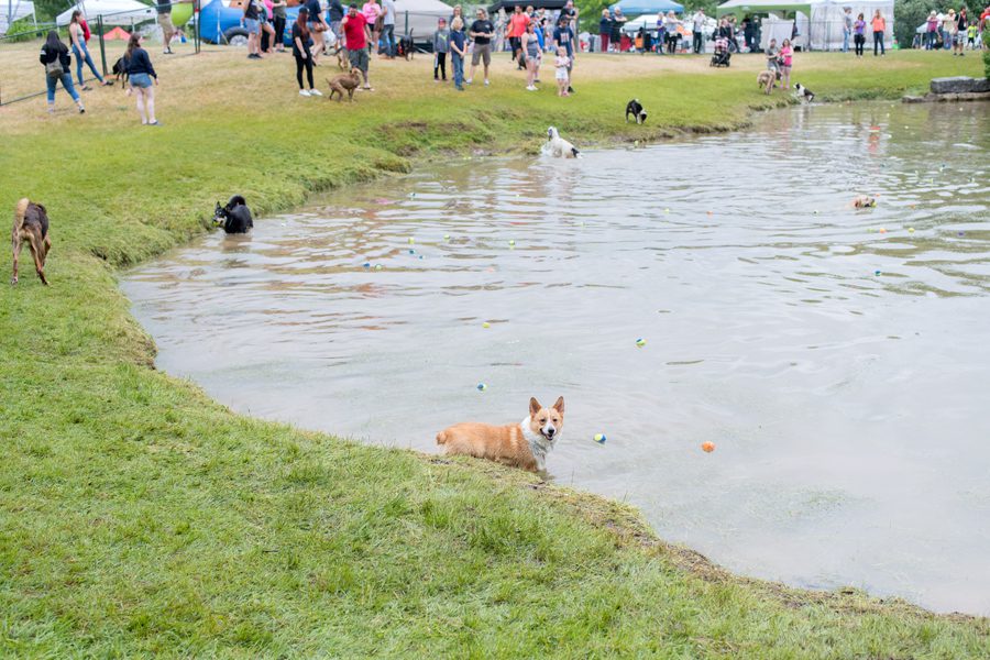 Bark in the Park, Bark in the Park 2018, Bark in the Park London Ontario, Plunkett Estate, London Ontario Photographer, Photographer London Ontario, Michelle A Photography