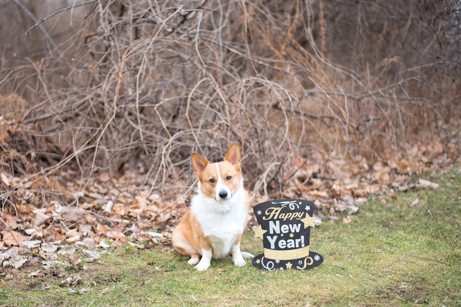 Happy New Year, Hello 2020, Michelle A Photography, London Ontario Photographer, London Ontario Photography