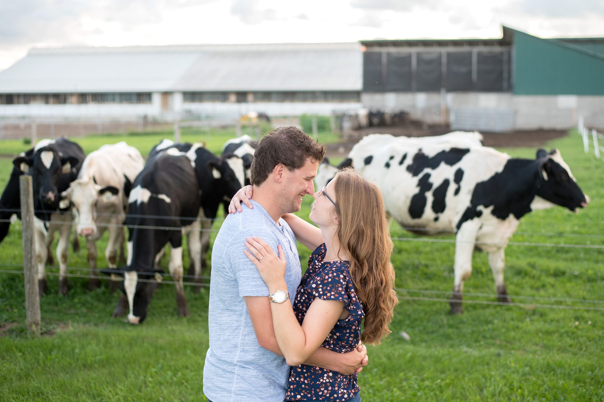 couple in front of cows