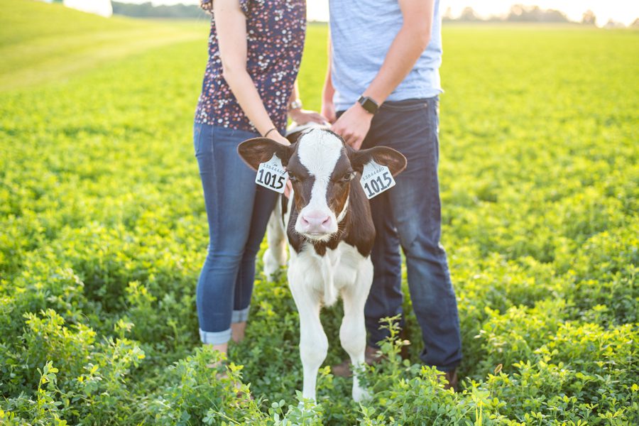 Farm Engagement Session, St Mary's Ontario Engagement Photographer, St Mary's Ontario Engagement Photography, Michelle A Photography