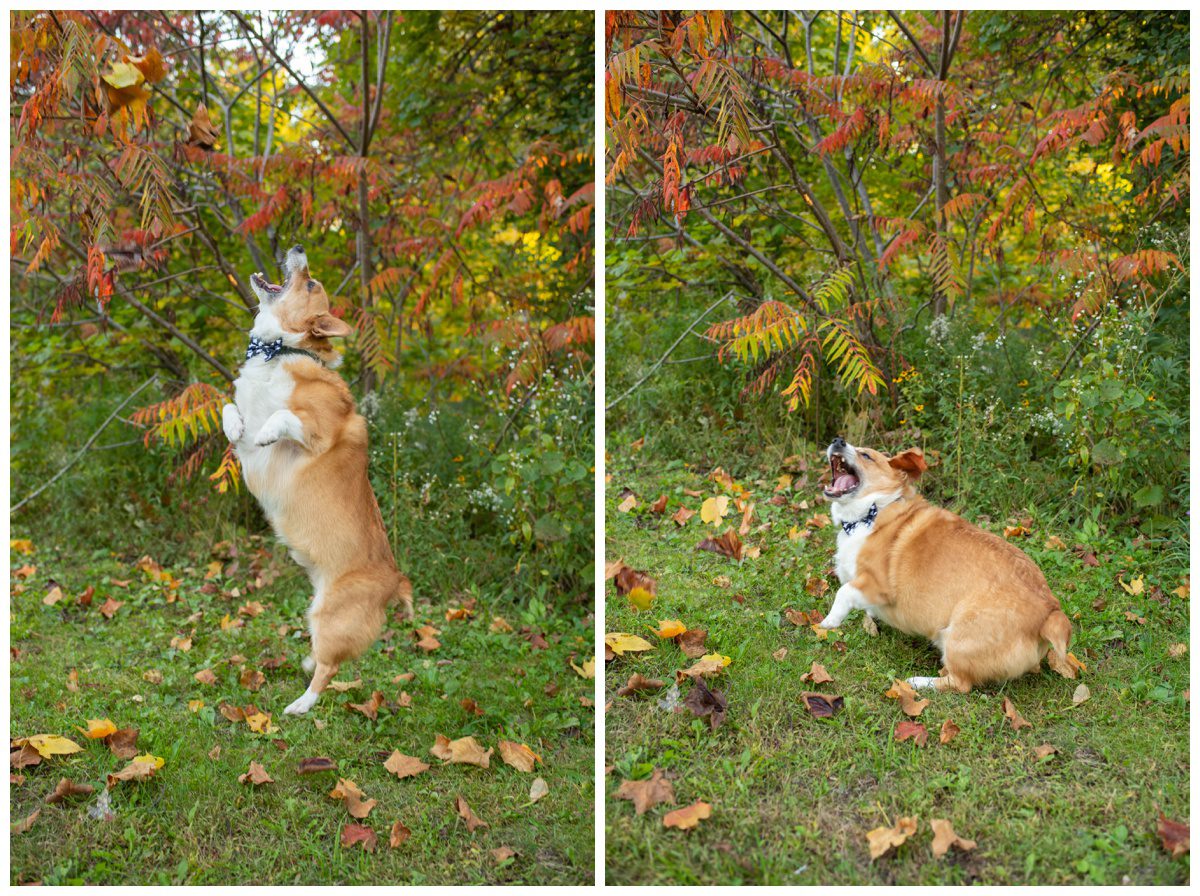 Waterworks Park, Waterworks Park St Thomas, Dog Photography, Michelle A Photography