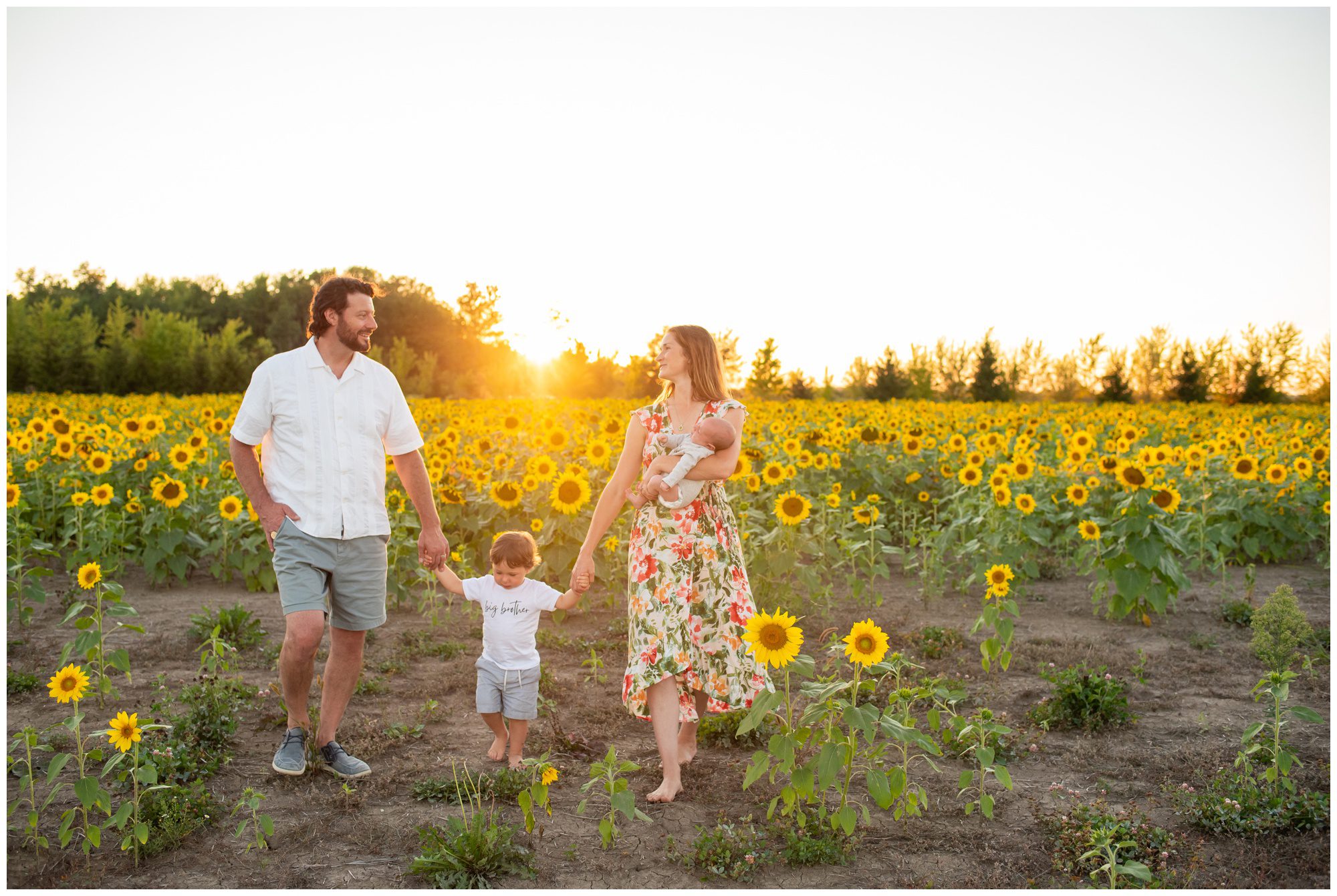 family of four walking through sunflower field at sunset