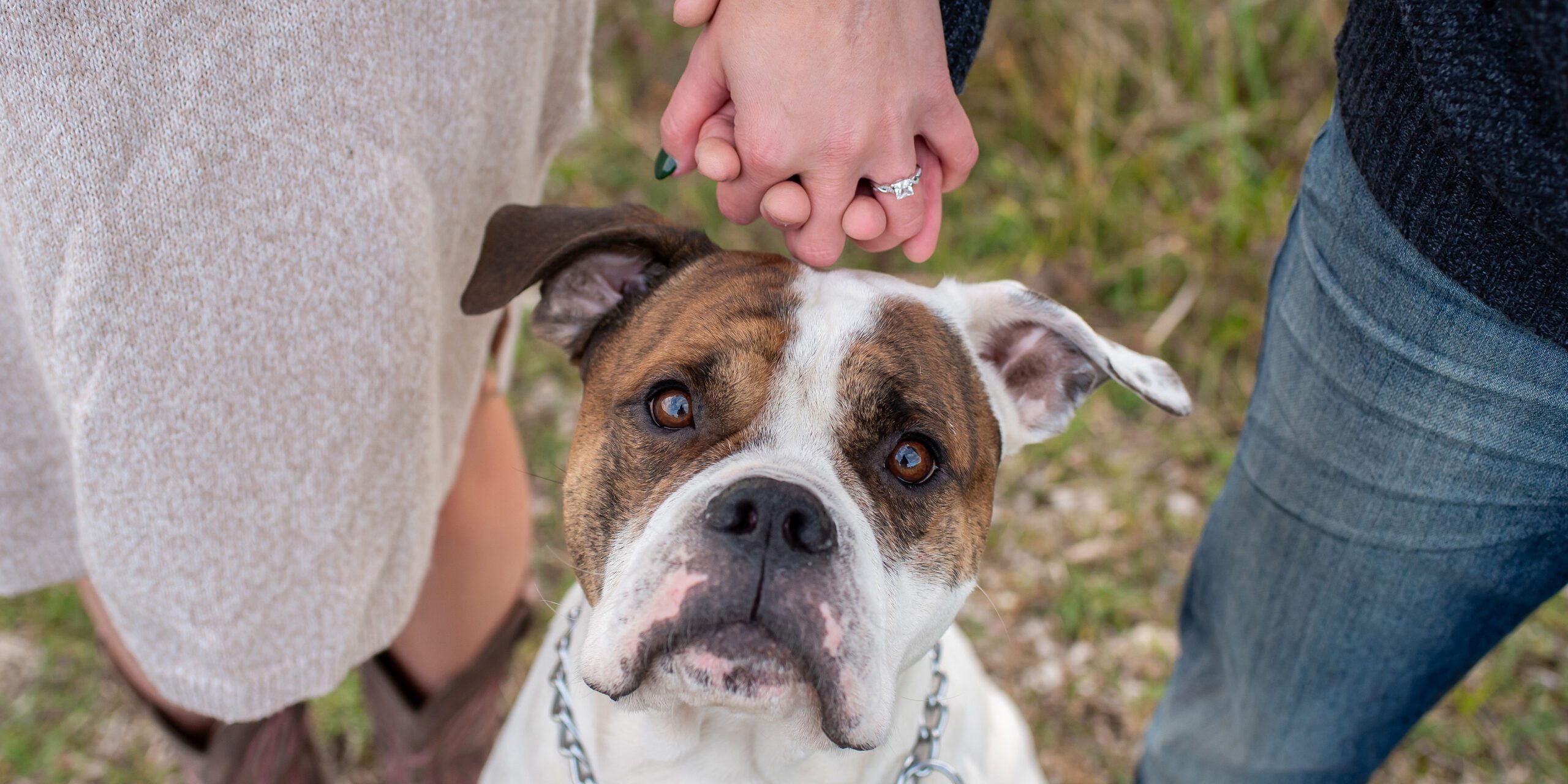 Dog looking up towards camera with couples engagement ring showing on their hands.