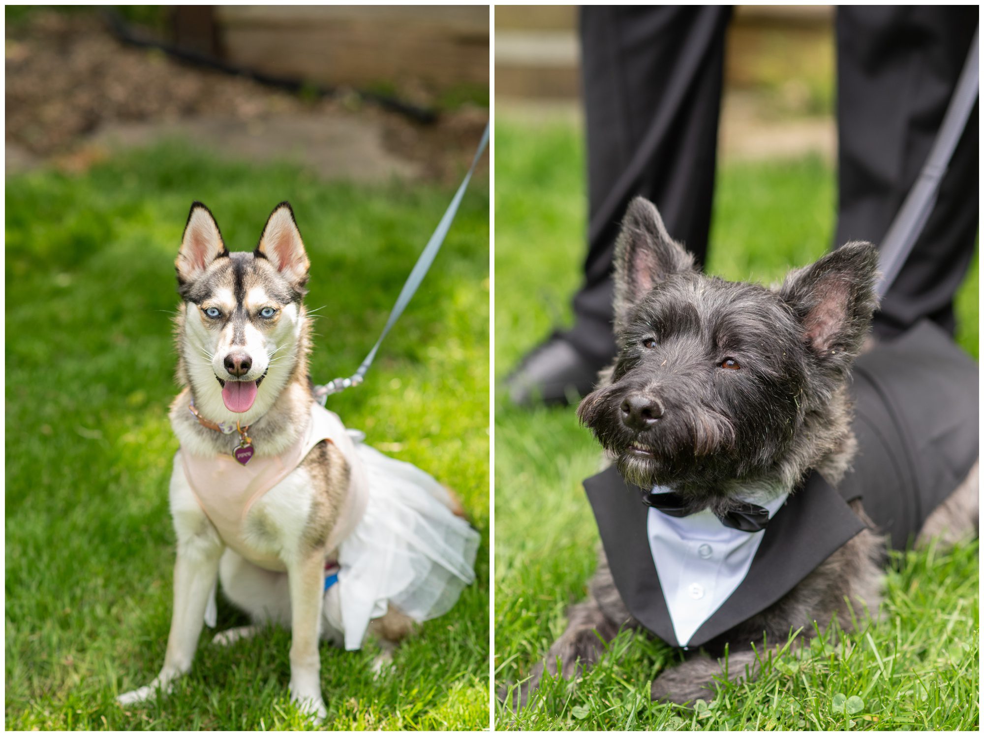 Bellamere Winery, London Ontario Wedding Photographer