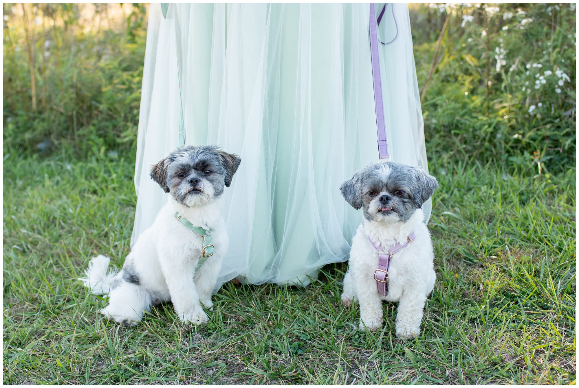 London Ontario Backyard Wedding, Michelle A Photography